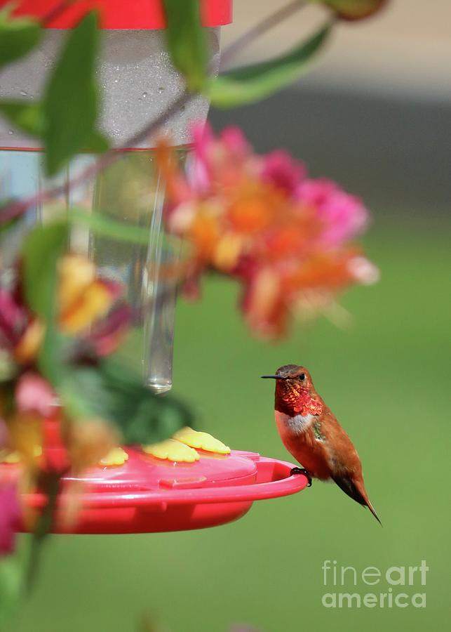 First Rufous in Springtime Photograph by Carol Groenen