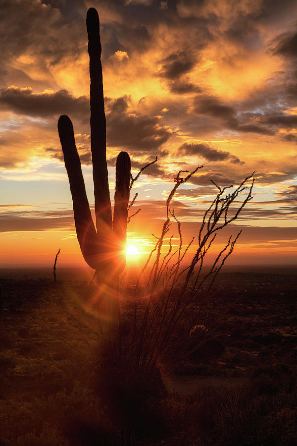First Saguaro Sunset of 2020 Photograph by Saija Lehtonen