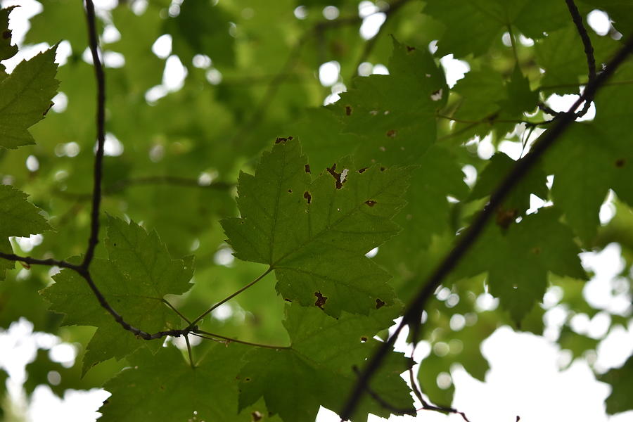 First Signs Of Fall In Vermont