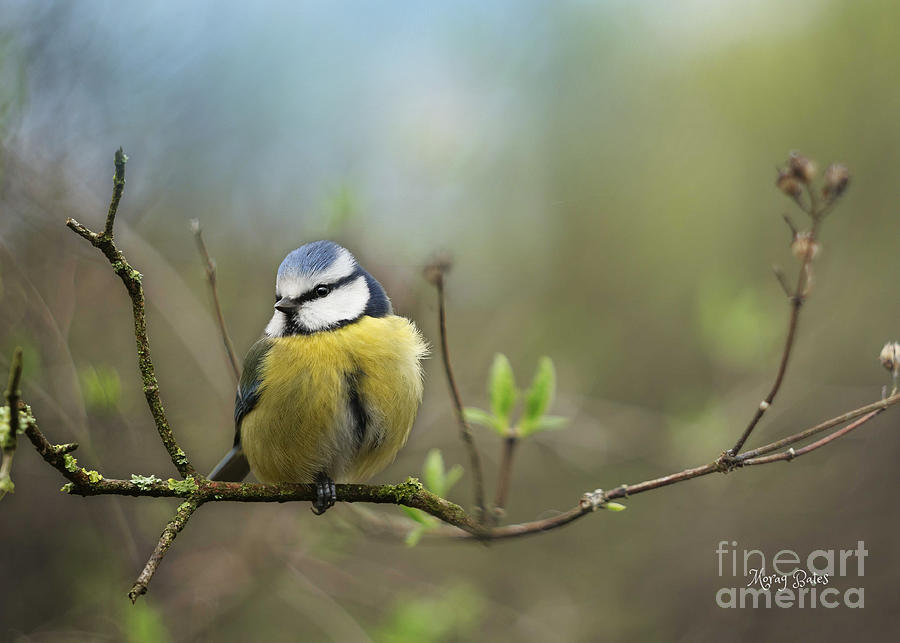 First Signs of Spring and Little Blue Tit Mixed Media by Morag Bates
