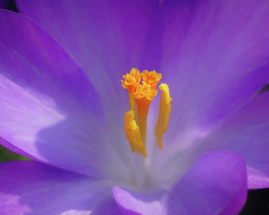 First Signs of Spring Photograph by Kathi Mirto First Signs of Spring Photograph by Kathi Mirto
