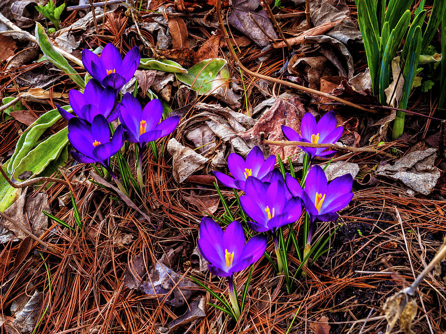 First signs of Spring Photograph by Louis Dallara