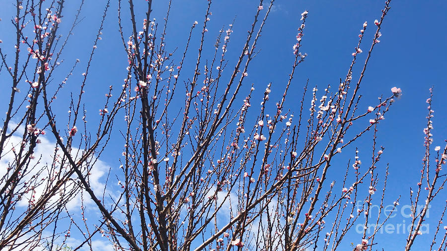 First signs of Spring with spring blossoms on tree. Photograph by Milleflore Images