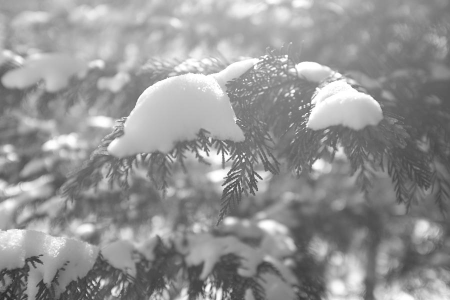 First Snow 10 Photograph by Daniel Brinneman