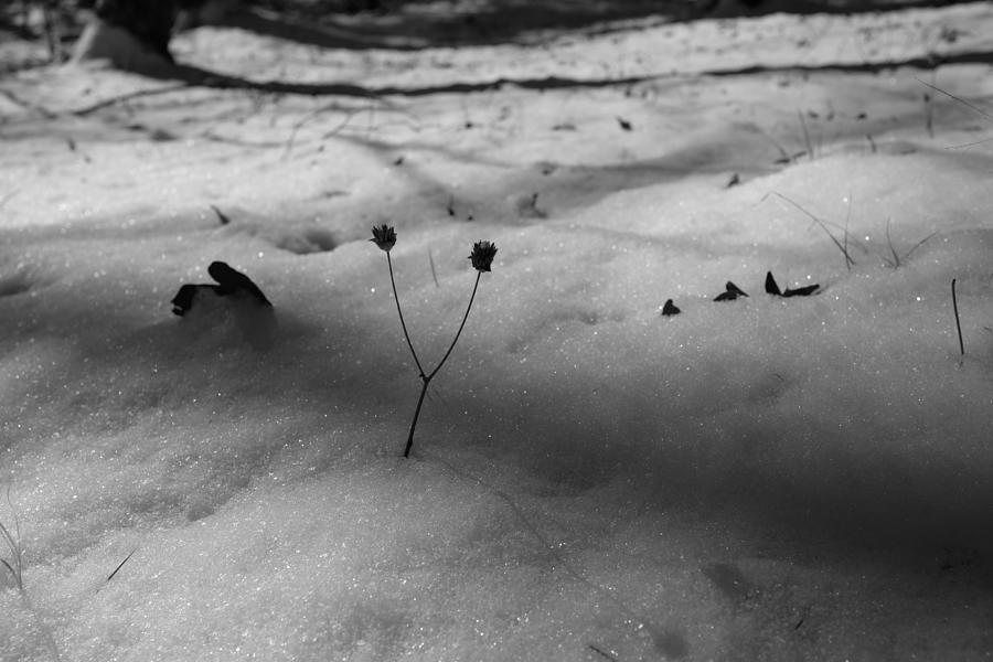 First Snow 2 Photograph by Daniel Brinneman