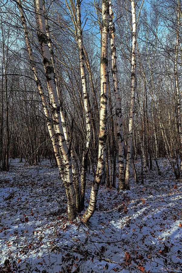 First Snow Birches 2 Photograph by Marty Saccone