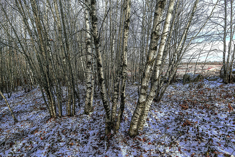 First Snow Birches 3 Photograph by Marty Saccone