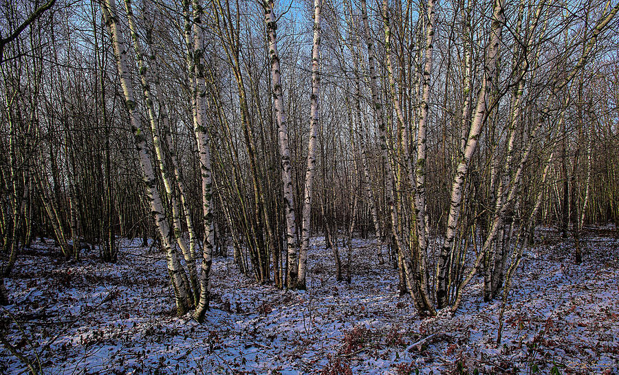 First Snow Birches Photograph by Marty Saccone