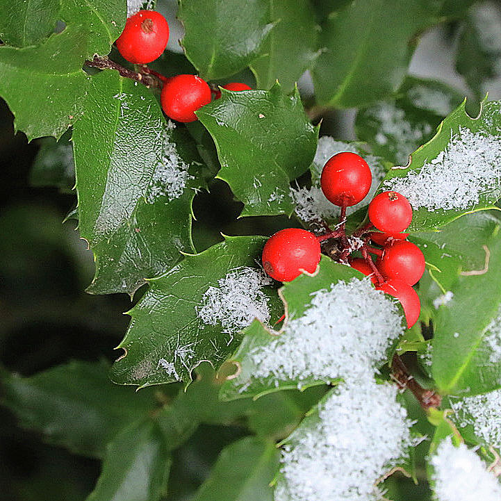 First Snow Holly Berries Photograph by Tina M Daniels   Whiskey Birch Studios