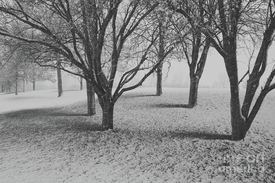 First Snow in the Park Photograph by Bernard Kaiser