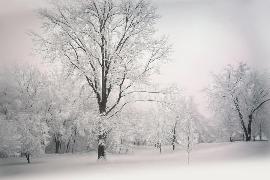 First Snow of the Season  Photograph by Mary Lynn Giacomini