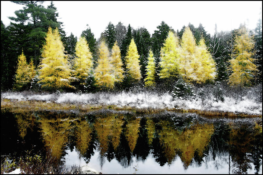 First Snow on a Larch Bog Photograph by Wayne King