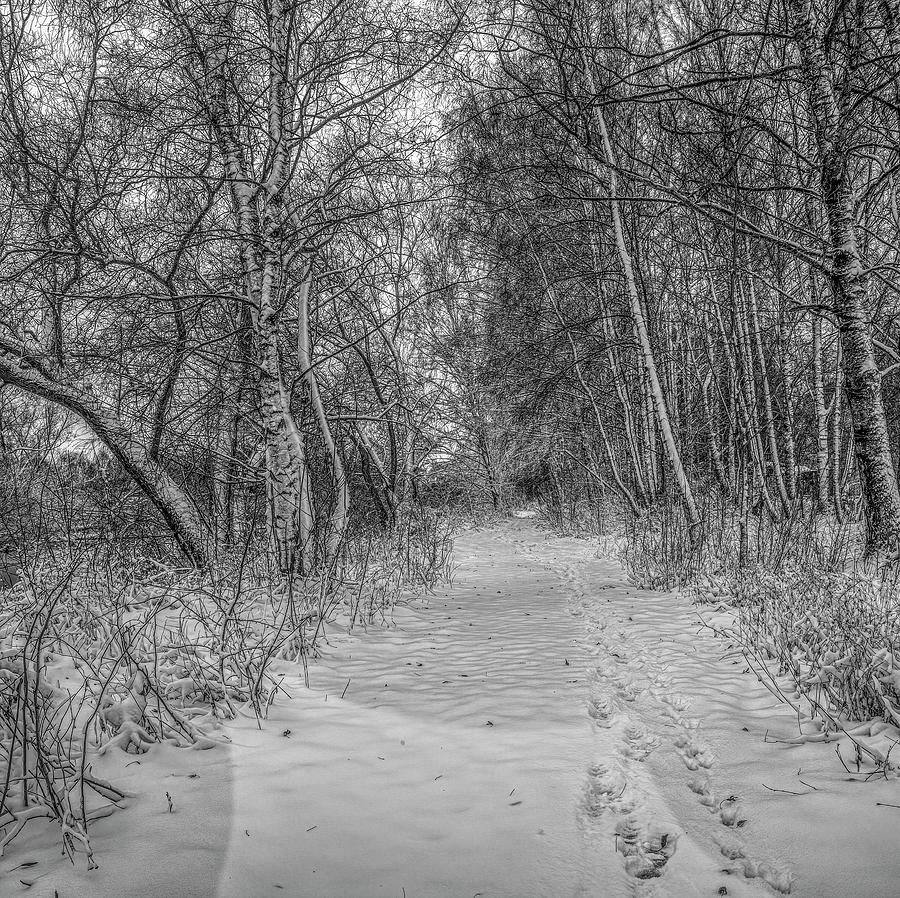 first snow on path BW Photograph by Leif Sohlman