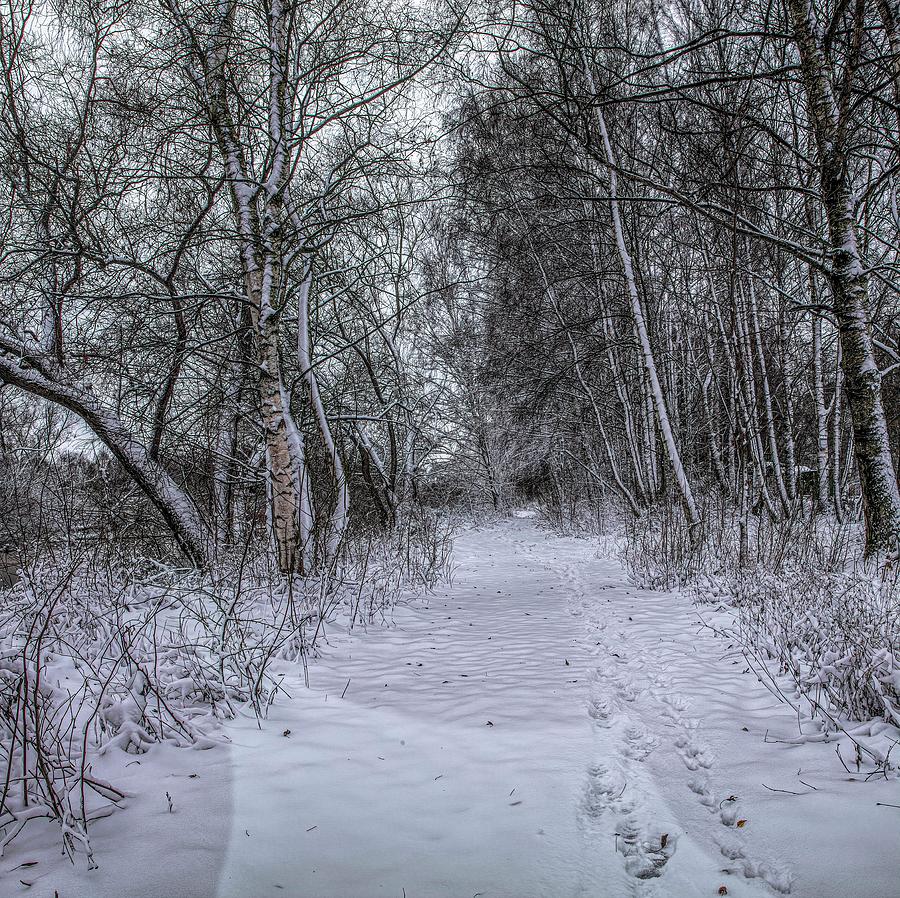 First Snow On Path #j3 Photograph by Leif Sohlman