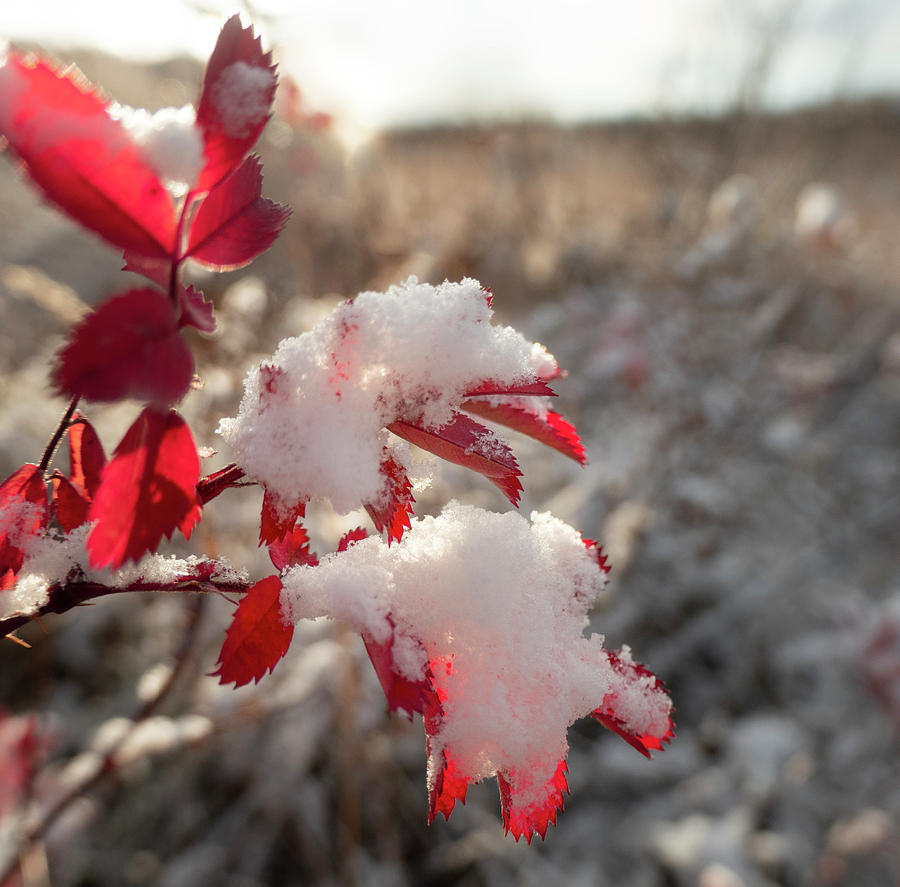 Red Photograph - First Snow On Wild Rose Leaves by Karen Rispin