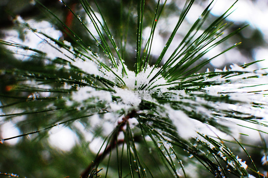 Nature Photograph - First Snow by Simone Hester