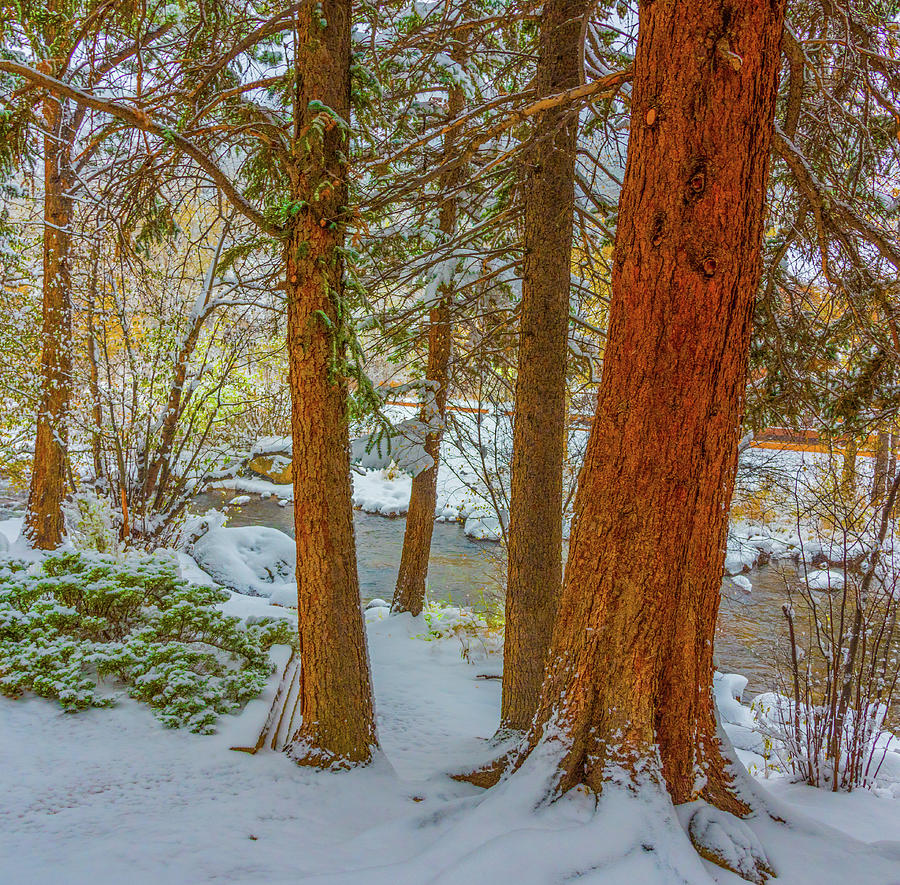 Pine Trees in Snow  Photograph by Tom Potter