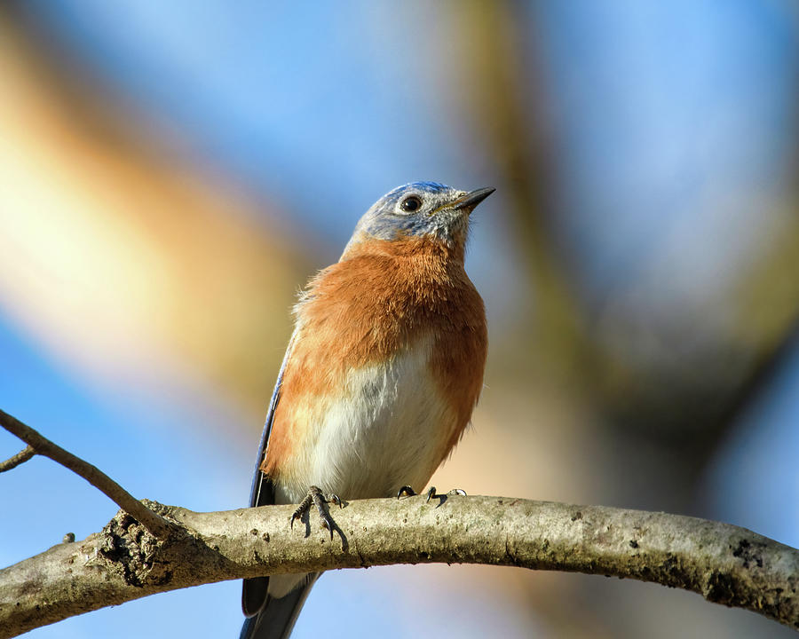 First Spring Bluebird 2022 Photograph by Lara Ellis
