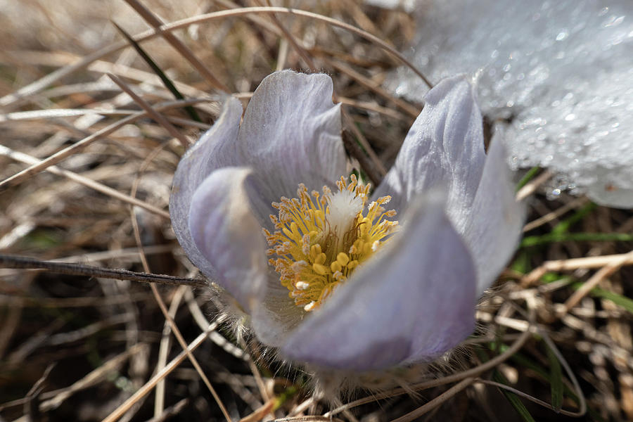 First Spring Crocus And Snow Photograph by Karen Rispin