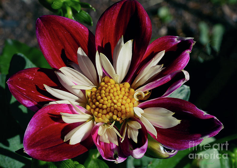 First Spring Dahlia Photograph by Debby Pueschel