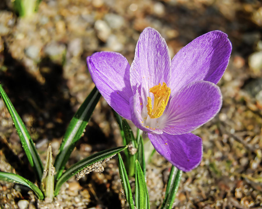 First Spring Flowers Photograph by Alexandras Photography