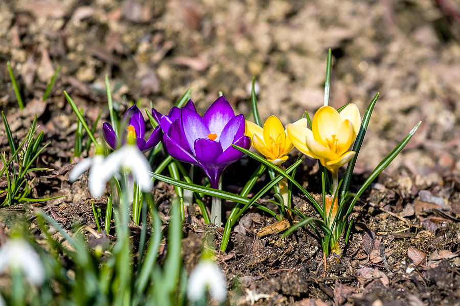 First Spring Flowers In Garden Photograph by Artush