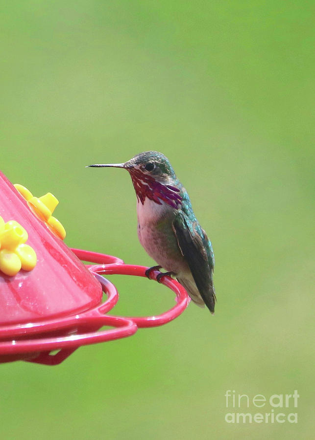 First Spring Hummingbird Photograph by Carol Groenen