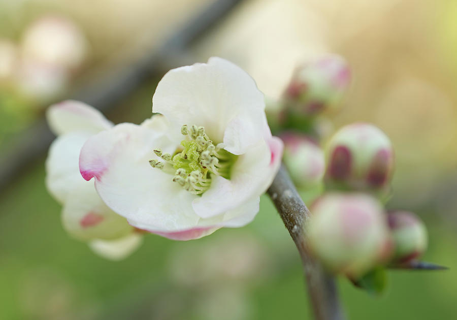 First Spring Quince Blooms  Photograph by Iris Richardson