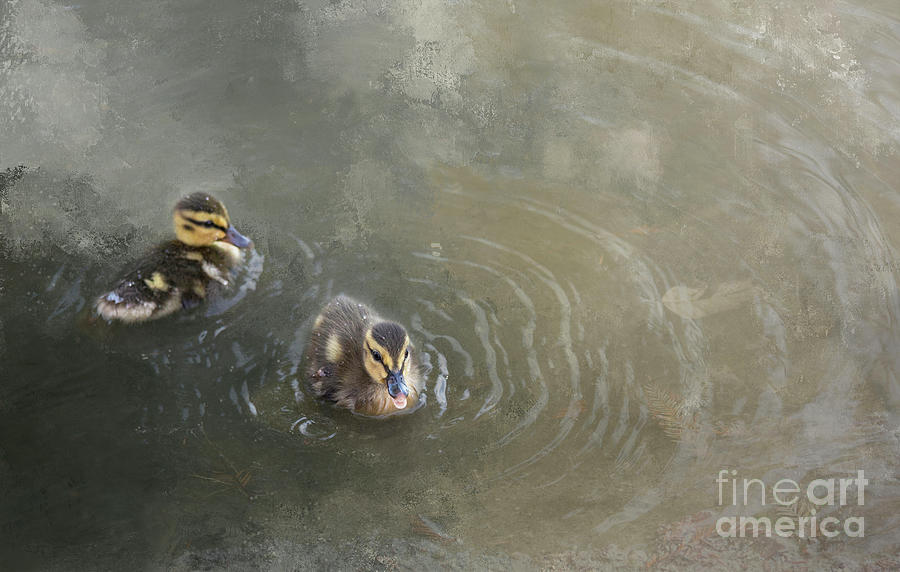 Duck Mixed Media - First Time Without Mom by Elisabeth Lucas