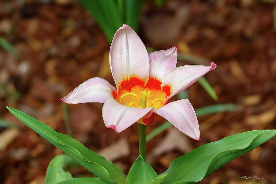 First Tulip 2025 Photograph by Kathi Isserman First Tulip 2025 Photograph by Kathi Isserman