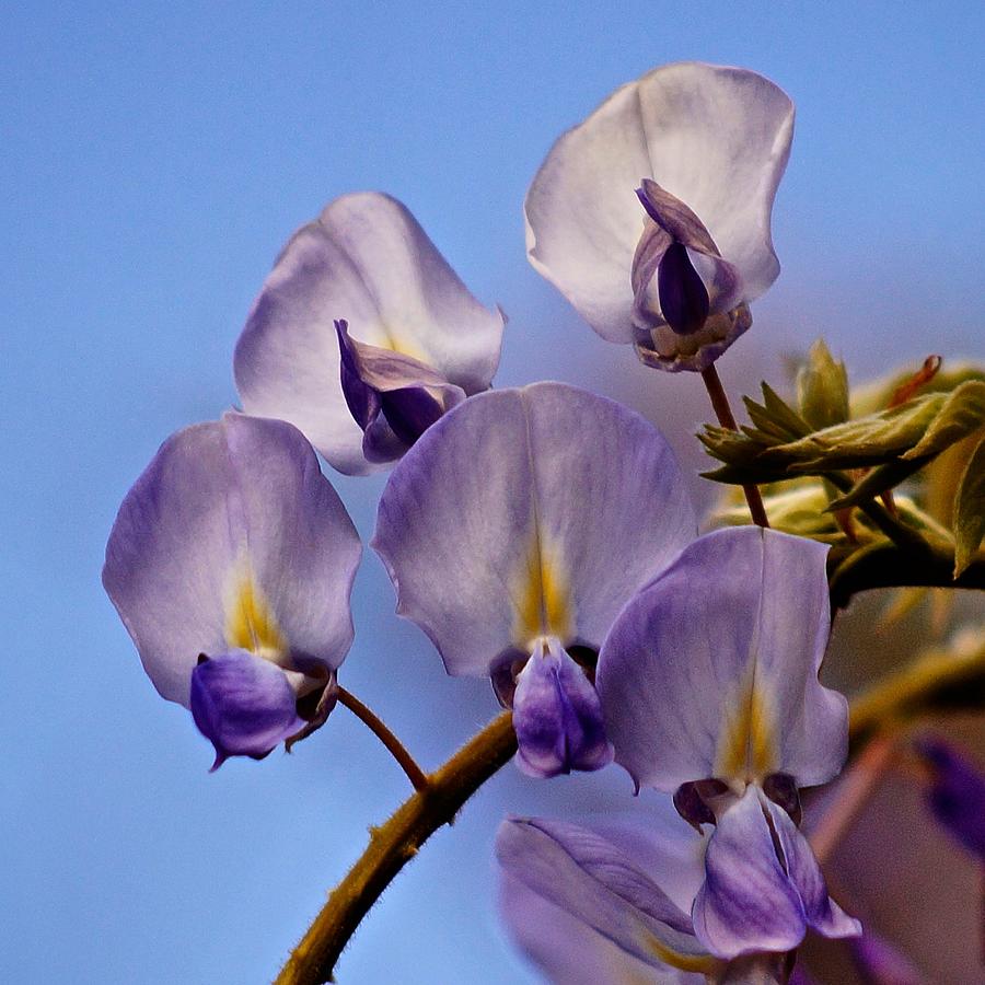 First Wisteria Flowers 2022 Photograph by Richard Cummings
