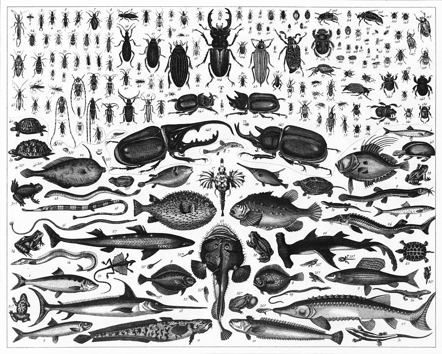 Fish and Insects Engraving Drawing by Bauhaus1000