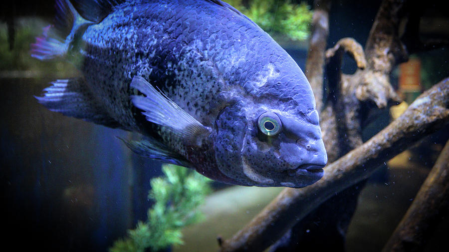 Fish at Newport Aquarium Photograph by Jeremy Lankford