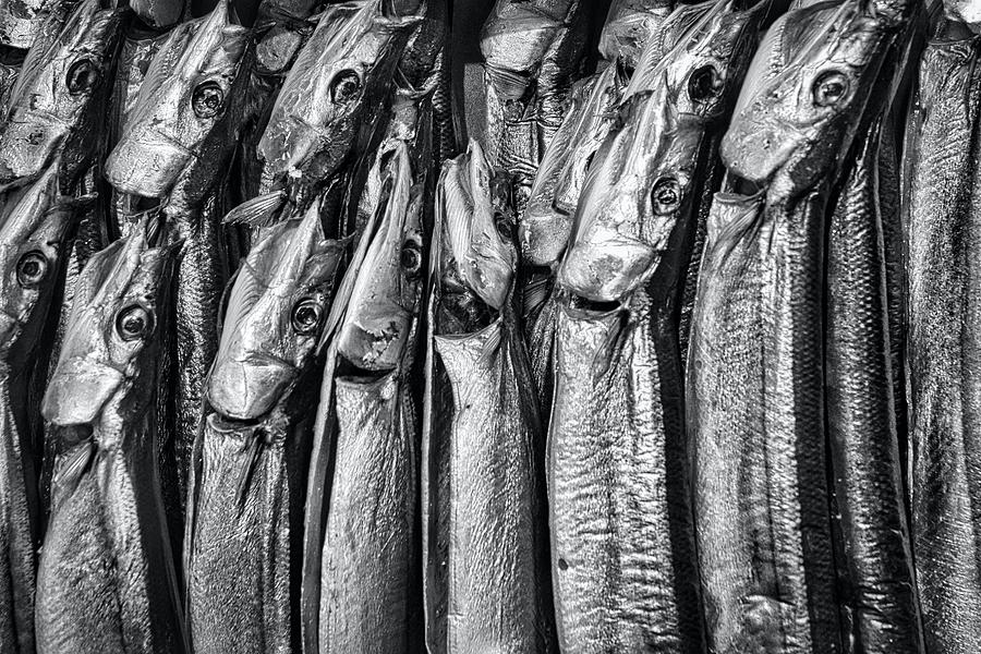 Fish at the Kushiro Market - Japan Photograph by Stuart Litoff