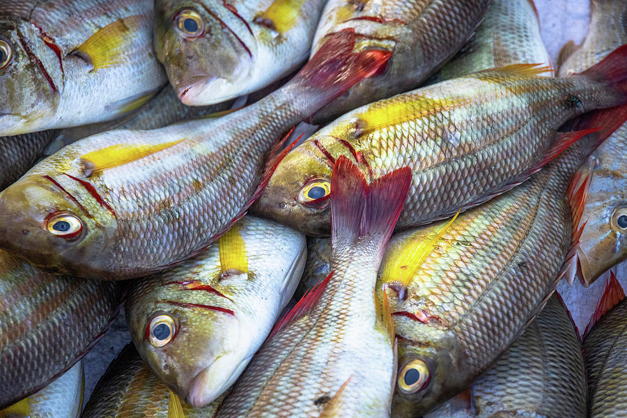 Fish at the Market in Vietnam Photograph by Allen Ahner - Fine Art America