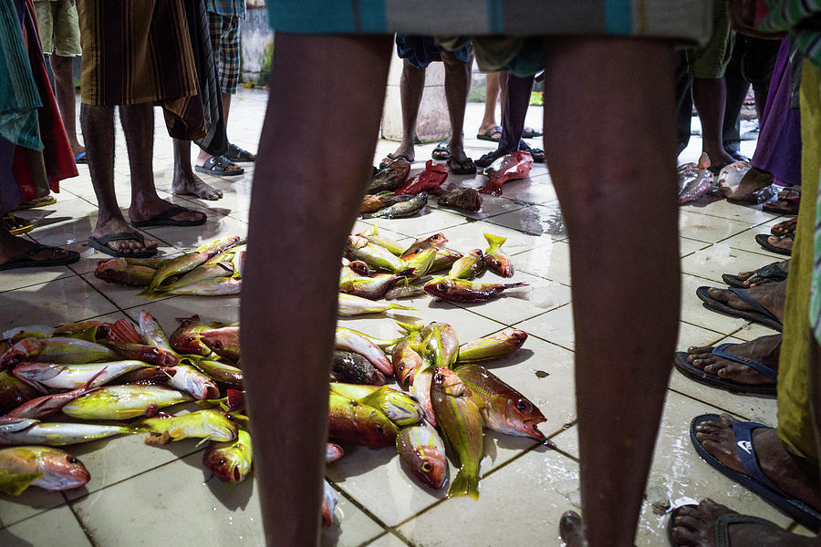Fish auction Sri Lanka Photograph by Alexander Farnsworth
