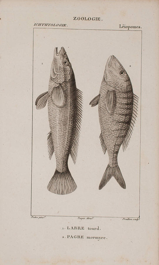 Fish c. 1816 Digital Art by Kim Kent