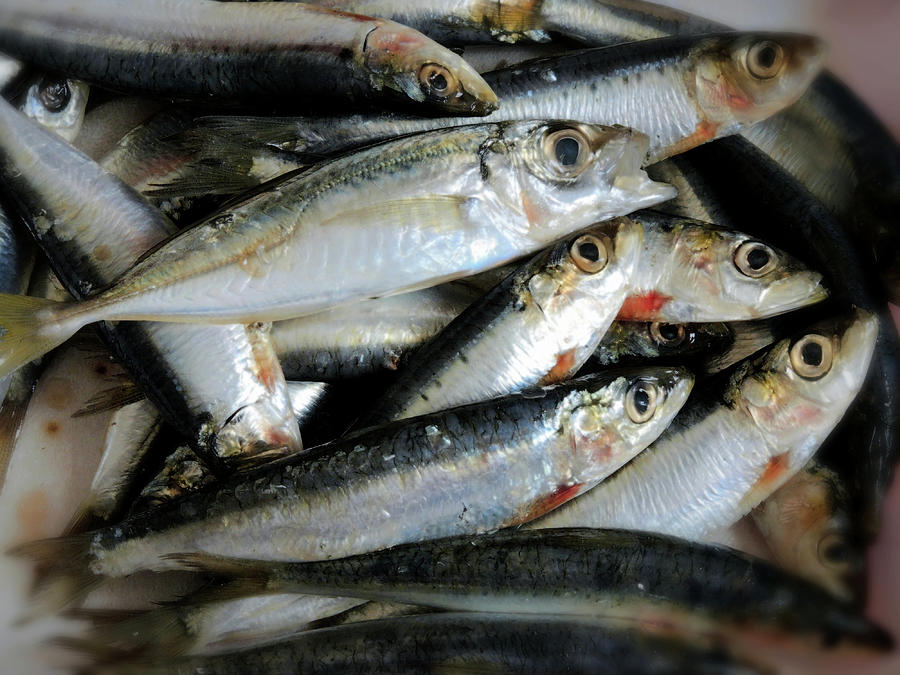 Fish close-up Photograph by Guido Strambio - Fine Art America