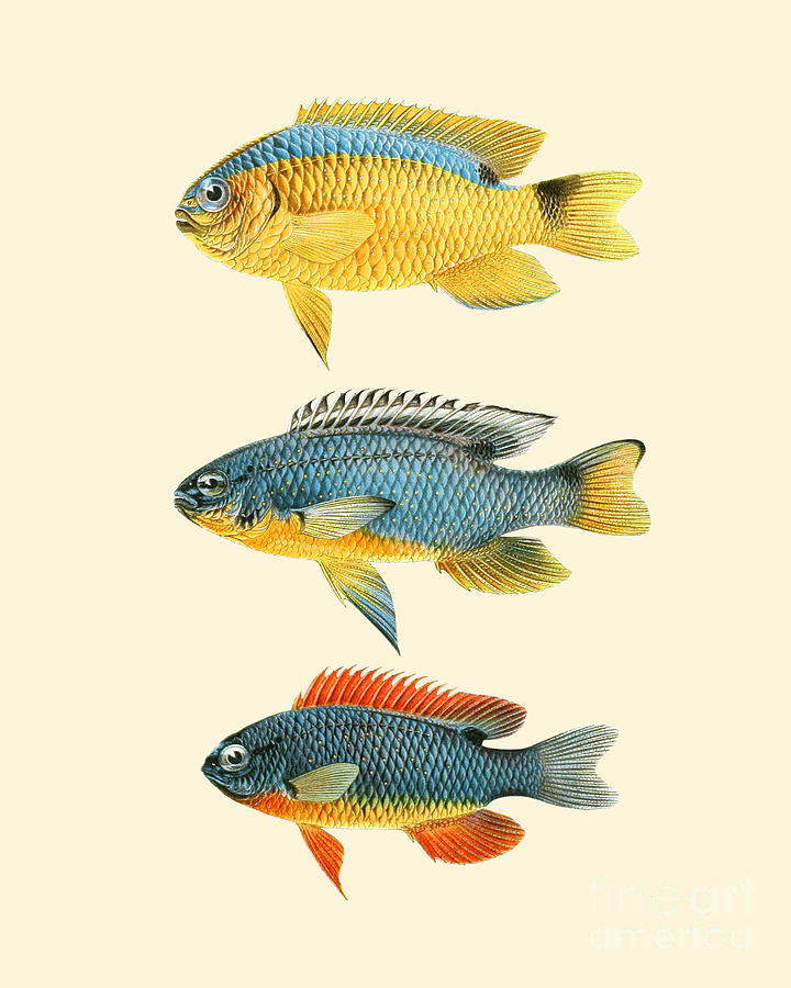 Fish Digital Art - Fish Collection by Madame Memento