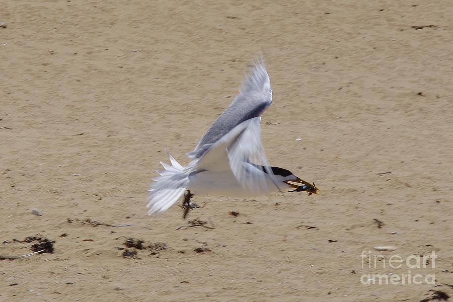 Penguin Island Photograph - Fish Delivery - Greater Crested Tern by Lesley Evered