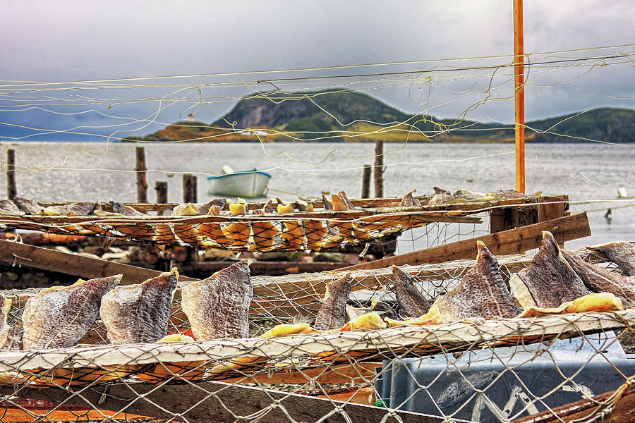 Fish drying in Newfoundland Photograph by Tatiana Travelways