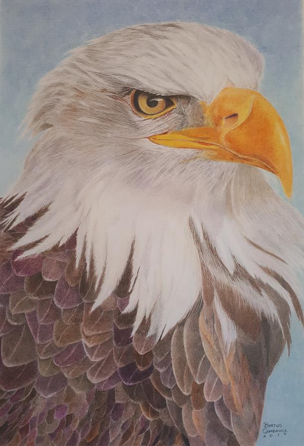 Fish Eagle Drawing By Bertus Combrinck