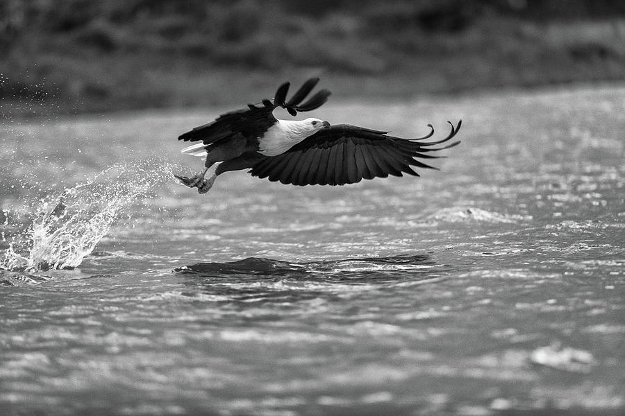 Fish eagle in flight - monochrome Photograph by Murray Rudd