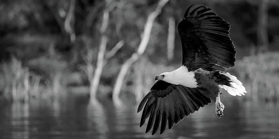 Fish eagle monochrome Photograph by Murray Rudd