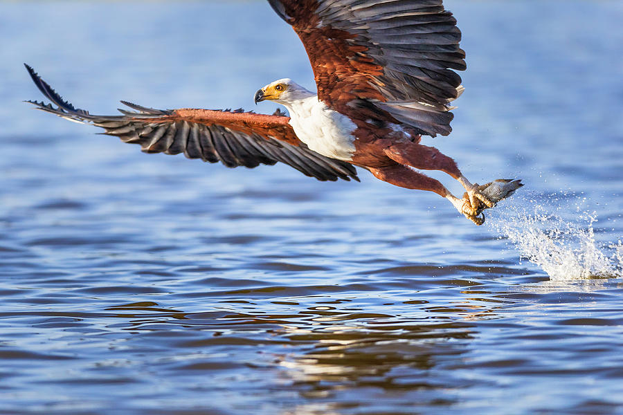 Fish eagle Photograph by Murray Rudd
