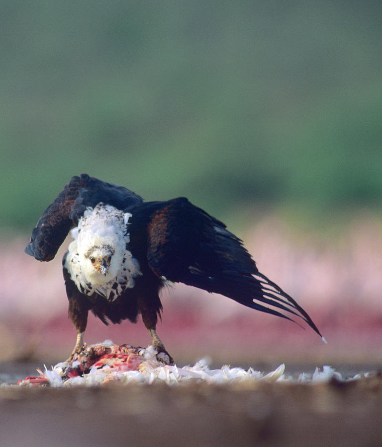 Eagle Photograph - Fish Eagle by Tim Fitzharris