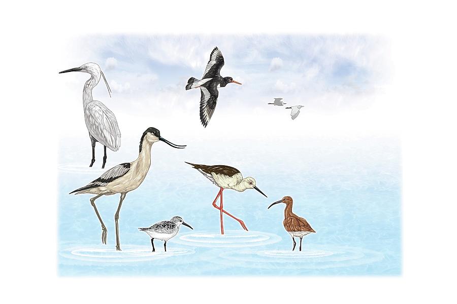 Fish-eating birds. Digital Art by Album