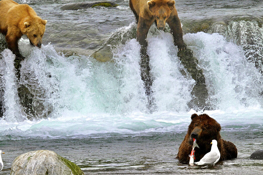 Fish Envy Photograph by Harry Banks Fish Envy Photograph by Harry Banks