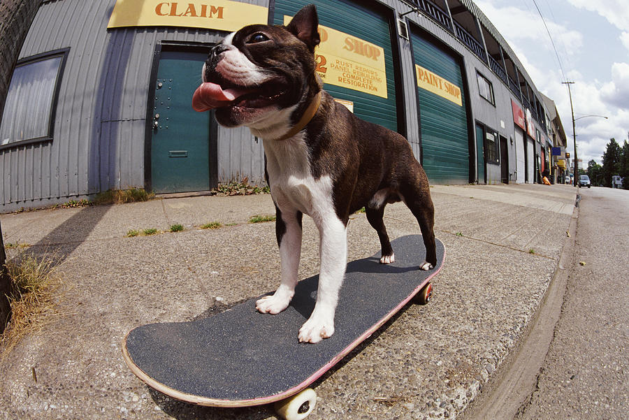 Fish Eye Lens Shot of a Skateboarding Boston Terrier Photograph by Darryl Leniuk