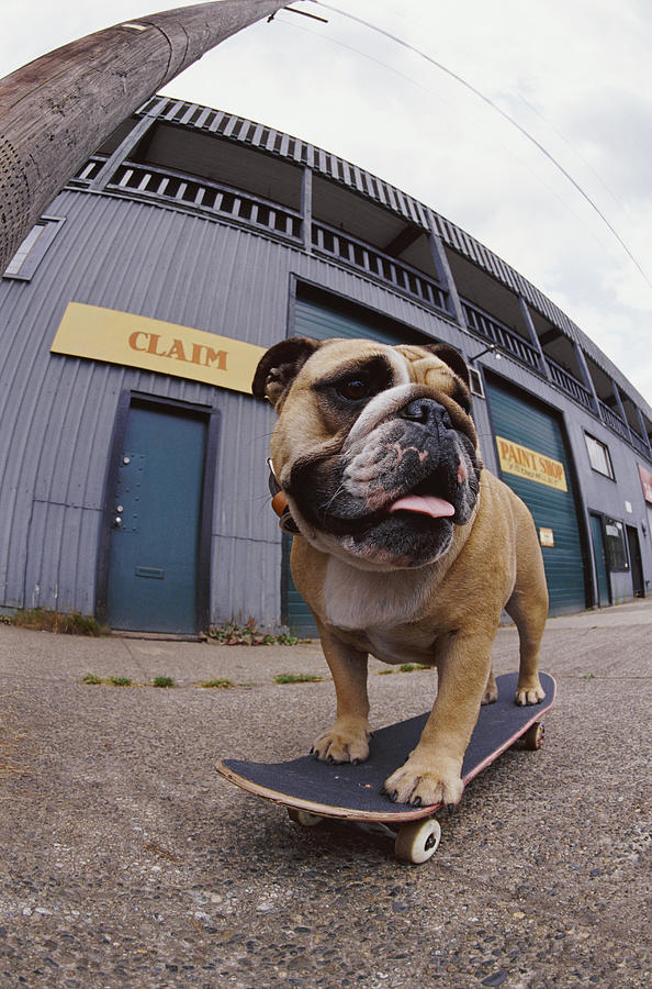Fish Eye Lens Shot of a Skateboarding Bulldog Photograph by Darryl Leniuk